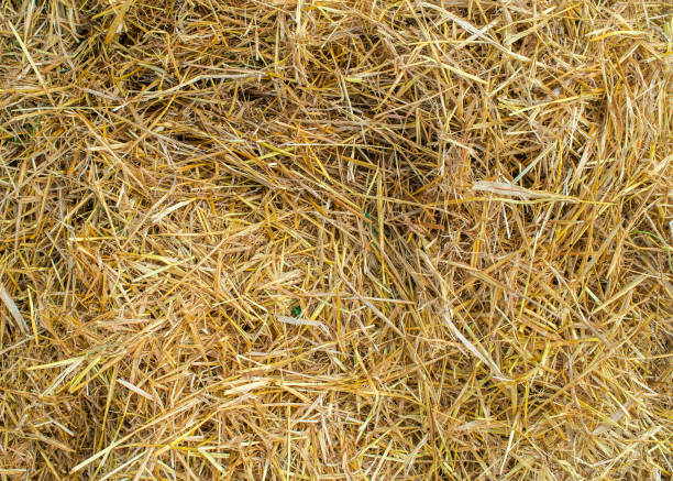 istock texture of mown hay 1311466201
