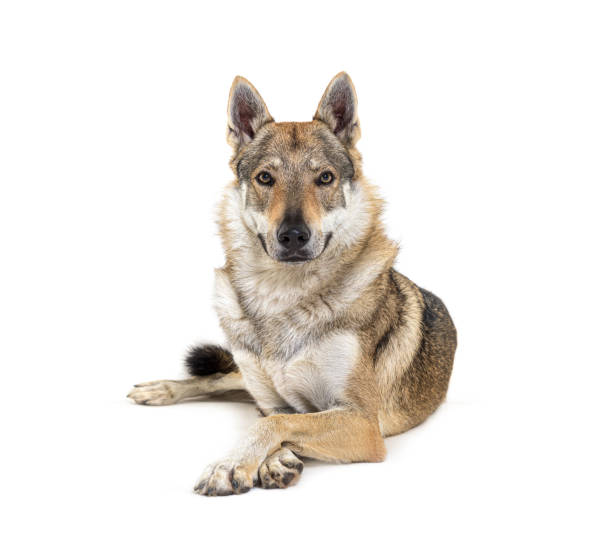 istock Czechoslovakian Wolfdog looking at the camera, arms crossed, lying in front 1311466498