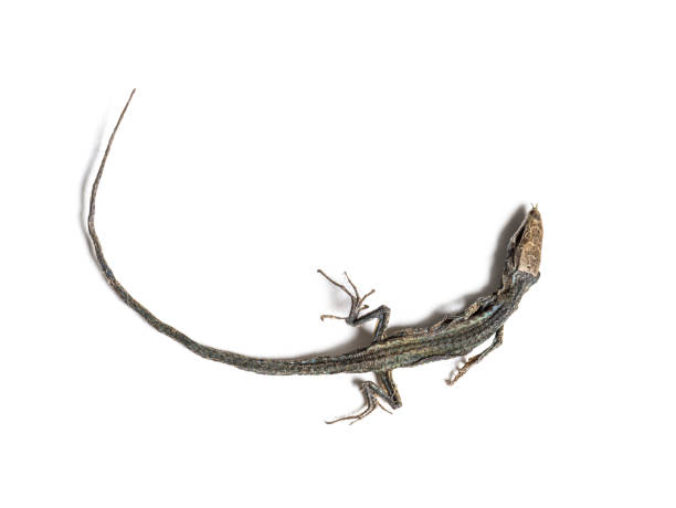 istock Dead Common wall lizard in state of decomposition 1311466508