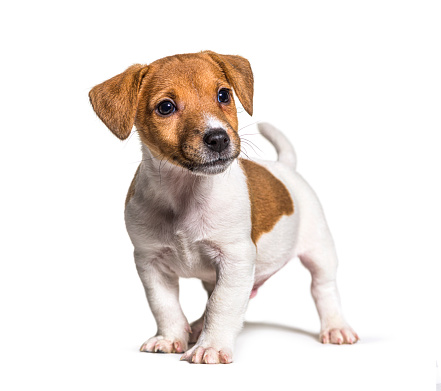 Puppy Jack russel terrier dog, two months old, isolated on white