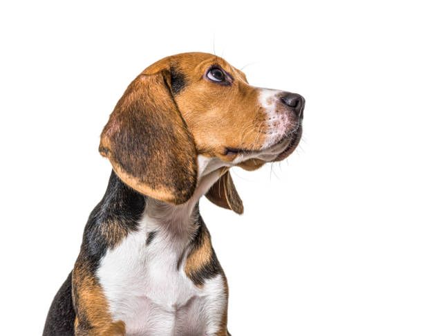 Head shot profile of a Young puppy Beagles dog, isolated Head shot profile of a Young puppy Beagles dog, isolated hound stock pictures, royalty-free photos & images