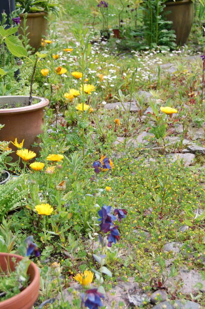 istock Marigolds and common daisies and other flowers in a paved courtyard. 1311467170