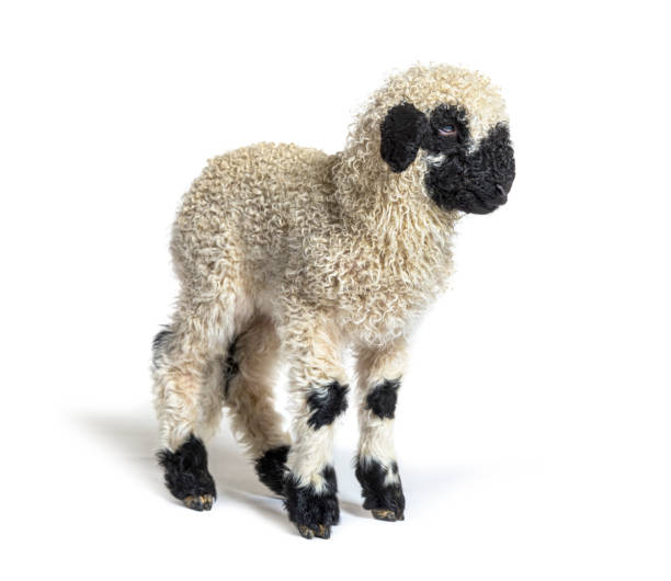 istock Valais Blacknose Lamb sheep standing in front, Isolated on white, three months old 1311467220