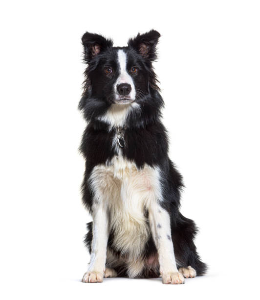 istock Sitting Border collie looking at the camera, isolated 1311467253