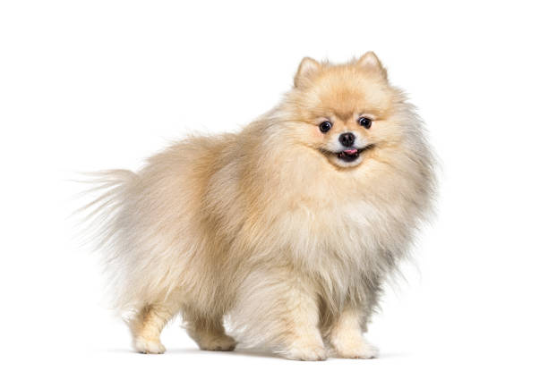 istock Small spitz dog cream standing, isolated 1311467285