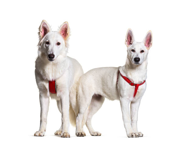 istock Two swiss Shepherd dogs together wearing a red harness in front, isolated 1311467314