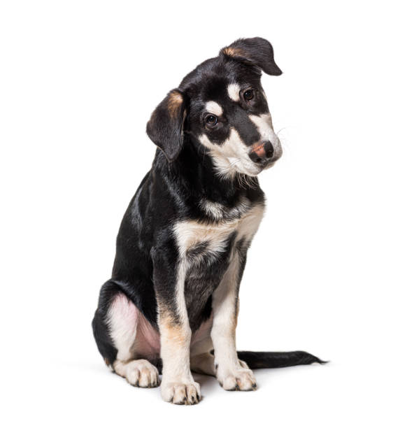 istock Crossbreed dog looking at the camera 1311467611