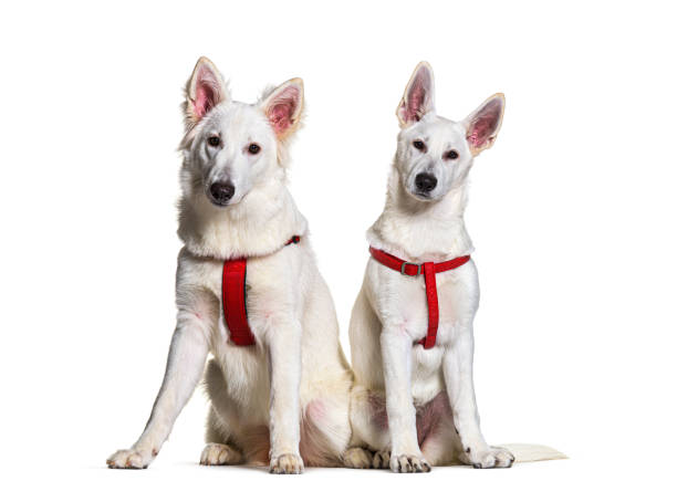 istock Two swiss Shepherd dogs together wearing a red harness in front, isolated 1311467633