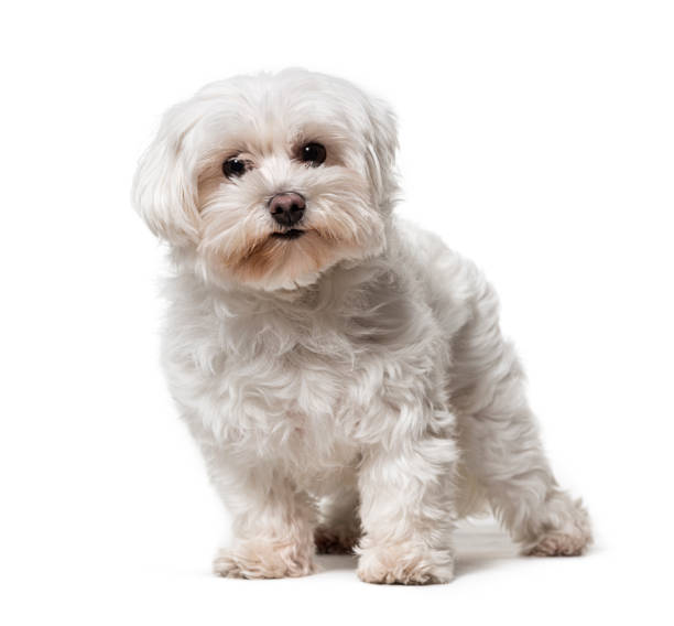 istock Standing Maltese dog, isolated on white 1311467638