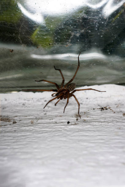 istock Spiders in Germany with net and taken as macro in best quality 1311468410