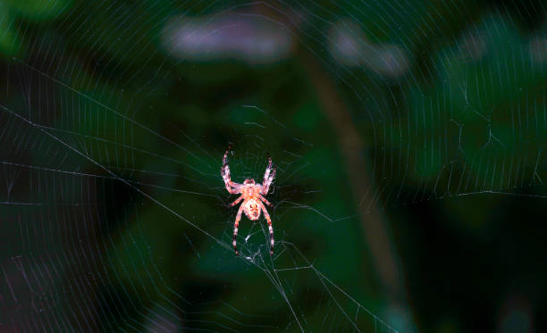 istock Spiders in Germany with net and taken as macro in best quality 1311468524