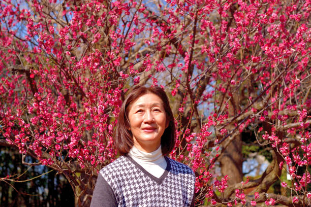 Japanese Woman Enjoying Plum Blossom Season in Tokyo Public Park Japanese woman in her early 60's is enjoying plum blossom in full bloom at Hanegi Park, public park, in Setagaya Ward, Tokyo. Hanegi Park is famous for its plum blossom and normally attracts many visitors during its annual Plum Blossom Festival, which takes place for 3 weeks of February. However, the festival had to be cancelled in the winter of 2021 due to the COVID-19 Pandemic.
As a rule, all visitors to public parks in Japan were required to wear face mask in an attempt to avoid spreading of COVID-19. setagaya ward stock pictures, royalty-free photos & images