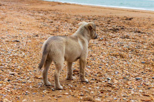 istock Puppy on the beach 1311469452