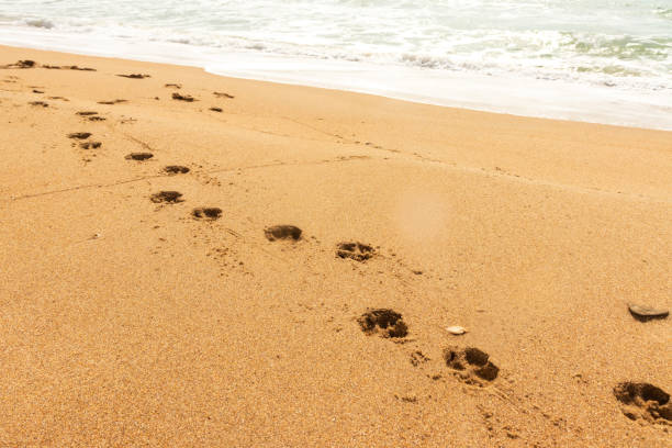 footprints of a dog in the sand on the beach - paw print animal track footprint beach imagens e fotografias de stock