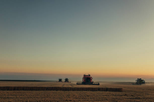 Harvester combine harvesting wheat on agricultural field