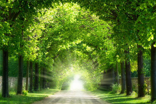 arch of lush foliage of lime trees in sunshine, beautiful green park idyll in summertime with copy space, light at the end of the tunnel - avenue tree imagens e fotografias de stock