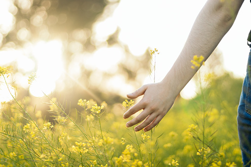 woman hand touching flowers in a field with sunlight. spring concept