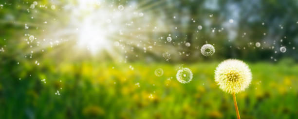 flying seed from blowball flowers in an idyllic summer meadow, beautiful field of many dandelions in blurred landscape flying seed from isolated blowball flowers in an idyllic summer meadow, beautiful field of many dandelions in blurred landscape panorama pollen stock pictures, royalty-free photos & images