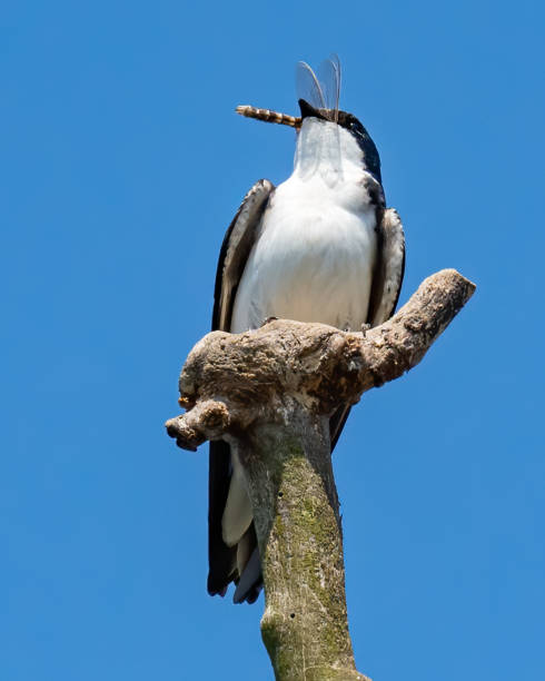 istock Tree Swallow on a branch portrait with a dragonfly meal 1311472366