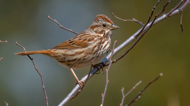 istock Swamp Sparrow on a branch 1311472383