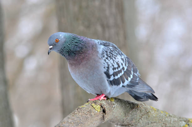 istock A gray dove sits on a branch. 1311473497
