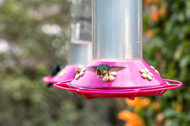 istock Hummingbird flying to eat at an artificial feeder. 1311473501