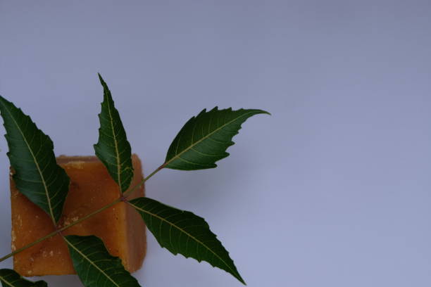 istock Neem leaves over Jaggery on a white background 1311473838