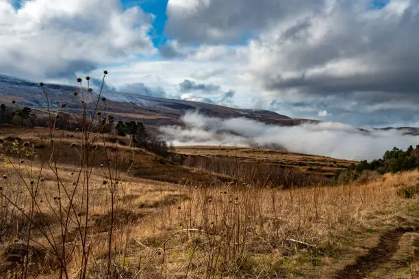 flowers, autumn, snow, clouds, mountain, plateau, travel, mountain, view, landscape, turisi, walk, clouds