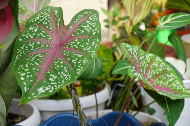istock Caladium Red star or Caladium Bicolor 1311474655
