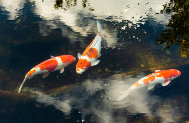 istock beautiful fish, carp, koi swim in the pond. 1311475992