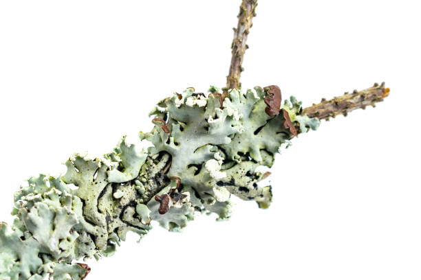 Hypogymnia physodes on a stick on a white isolated background
