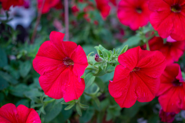 Beautiful red dense petunia or surfinia flowers with green leaves in a green bushy flowerpot in spring or summer garden