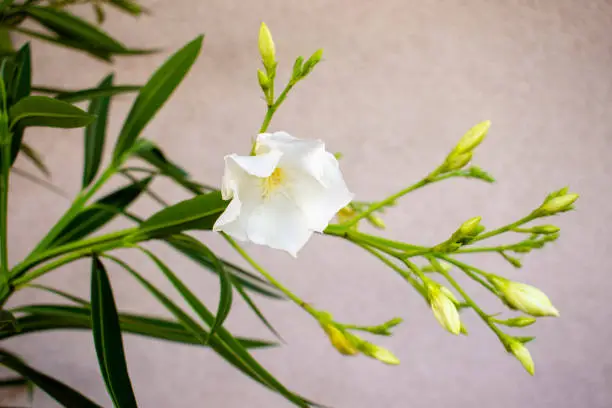 Single white soft Mexican oleander Cascabela thevetia with horizontal leaves and flower buds on the pastel pink or beige grainy textured wall on sunny day in spring or summer in the back yard garden