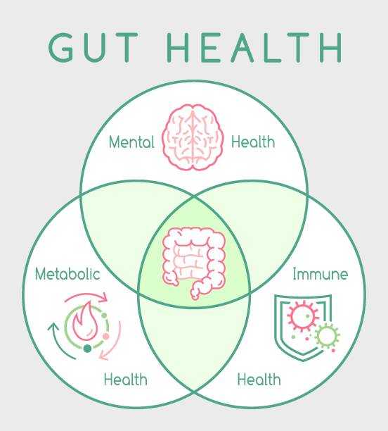 ilustraciones, imágenes clip art, dibujos animados e iconos de stock de por qué importa la salud intestinal. cartel vertical. infografía médica. - intestino