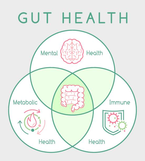 Why gut health matters. Vertical poster. Medical infographic. Why gut health matters. Vertical poster. Medical infographic. Digestion is important. Stomach function. Editable vector illustration in modern outline style. Healthcare and scientific concept intestine stock illustrations