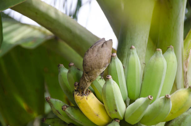 Streak-eared Bulbul (Pycnonotus blanfordi) perched on banana bunch branch, found in south-eastern Asia. Its natural habitat is subtropical or tropical moist lowland forests. Thailand