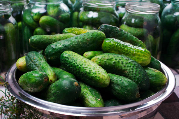 Preparation of cucumbers for home canning pickles.