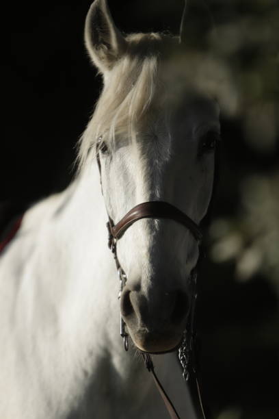 istock horse among plants 1311478038