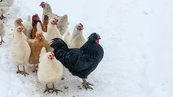 Group of beautiful domestic white hens and black rooster are walking through snow on a snowy winter day.