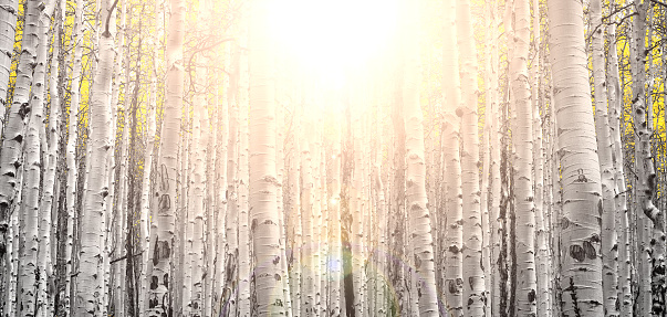 Thick fall forest of golden aspen trees with the light of sunset shining through the branches