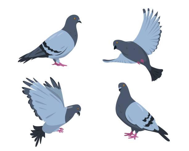 ilustraciones, imágenes clip art, dibujos animados e iconos de stock de palomas puestas. palomas en diferentes poses. - beak biology bird multi colored