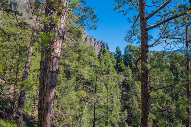 istock Caldera de Taburiente La Palma, Canary Island 1311479606