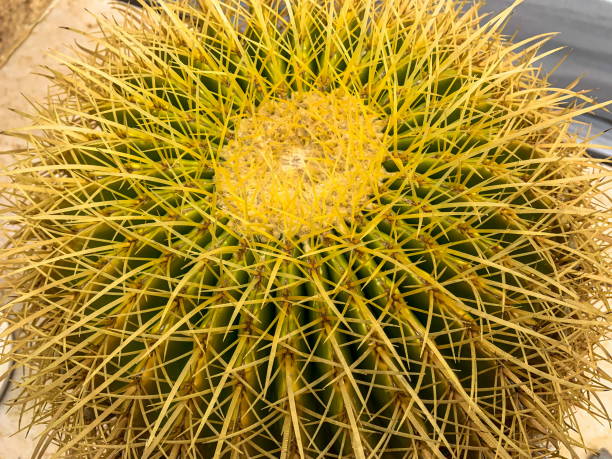 золотой echinopsis calochlora кактус макро зрения. - cactus hedgehog cactus close up macro стоковые фото и изображения