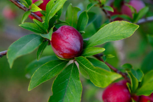 istock plum with growing on a tree on a farm 1311481367