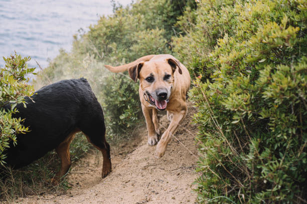 istock Uruguayan cimarron breed dog hunting in the field. 1311482046
