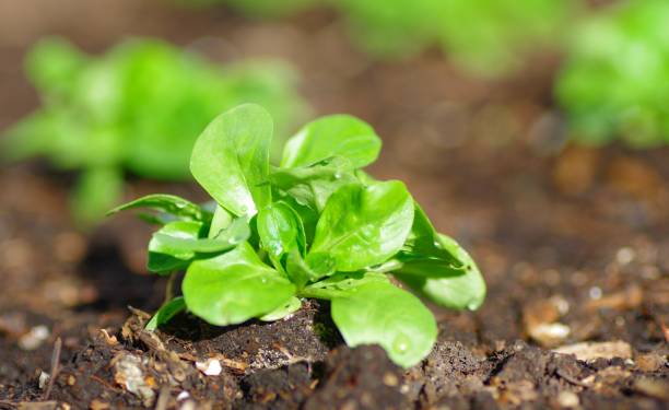 Field salad in Beet Growth of lettuce in bed corn salad stock pictures, royalty-free photos & images