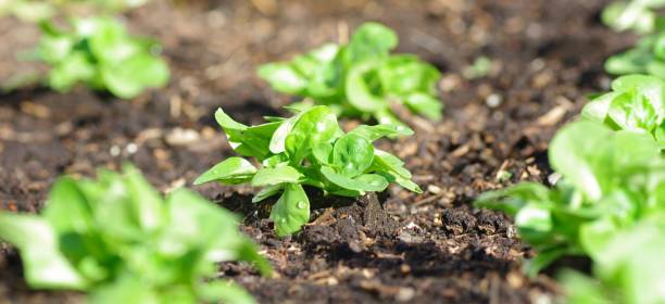 field salad in beet - bibb lettuce imagens e fotografias de stock