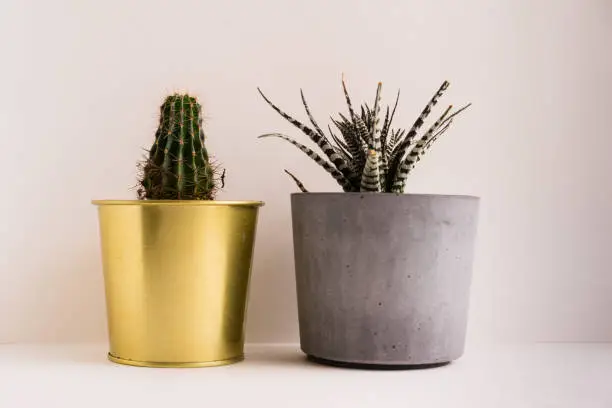 Photo of Potted Plants On Table Against White Background