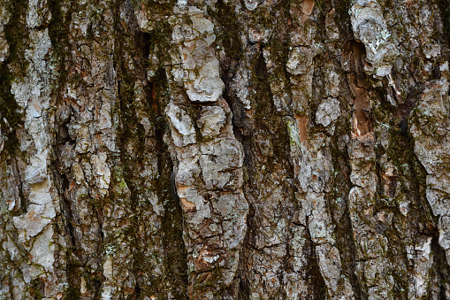 Close-up of bark of red maple, one of the commonest trees of the Eastern Forest