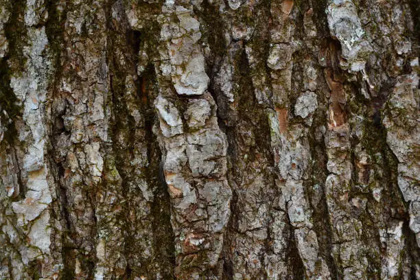 Photo of Red maple bark